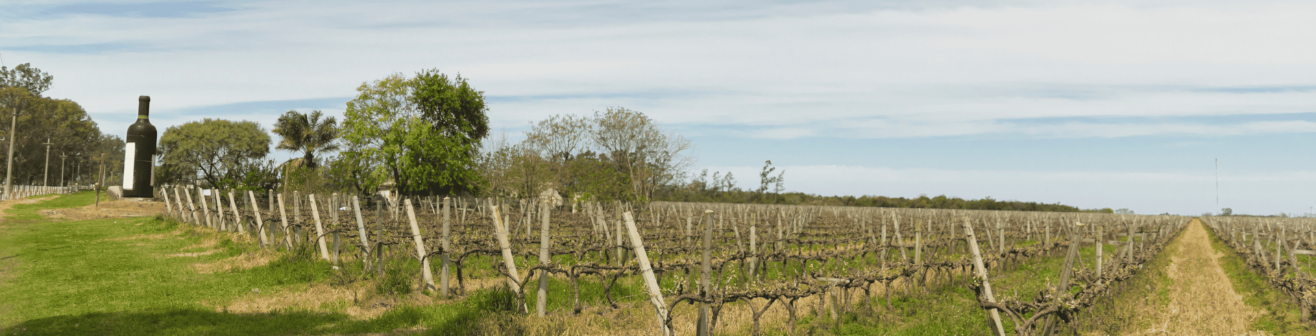 Rota dos Vinhos - Tour em vin�colas em Montevid�u e Colonia del Sacramento 